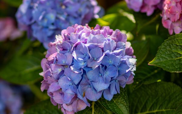 How to Help Your Hydrangeas Thrive All Summer Long