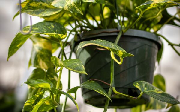 Pothos 101: The Easiest Houseplant You’ll Ever Grow