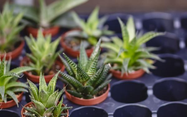 Reviving a Struggling Succulent: Signs, Solutions, and Secrets to Success