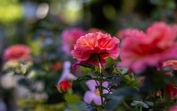 The In's & Out's of Rose Gardening