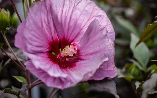 Best Heat-Tolerant Perennials for Low-Maintenance Summer Color