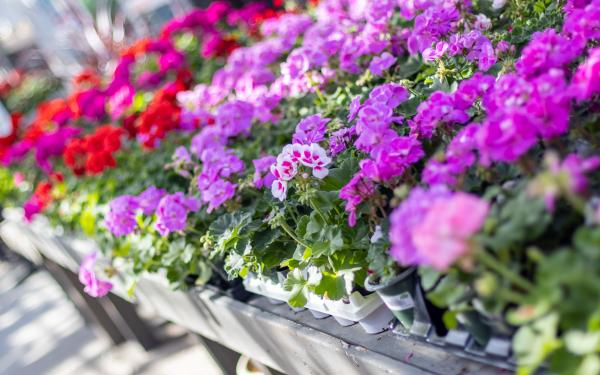 Put the Power to the Petal with These Spring Annuals, McDonald Garden Center