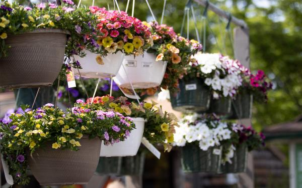 5 Spectacular Ideas for Using Hanging Baskets, McDonald Garden Center