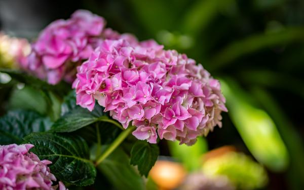 Late May Blooms That Steal the Show (And the Pollinators)