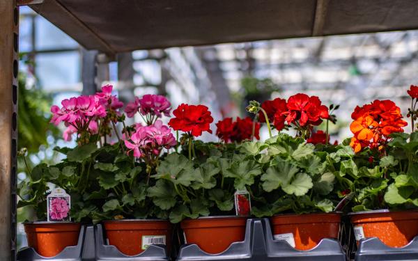 5 Must-Have Annuals for a Stunning April Garden