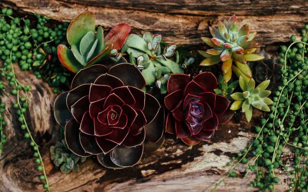 How to Really Care for Succulents