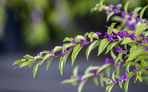 Fall Planting Strategies for a Stunning Spring Garden