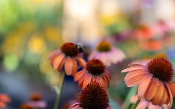 Coneflower Focus: Bringing Bold Color to Your Summer Garden