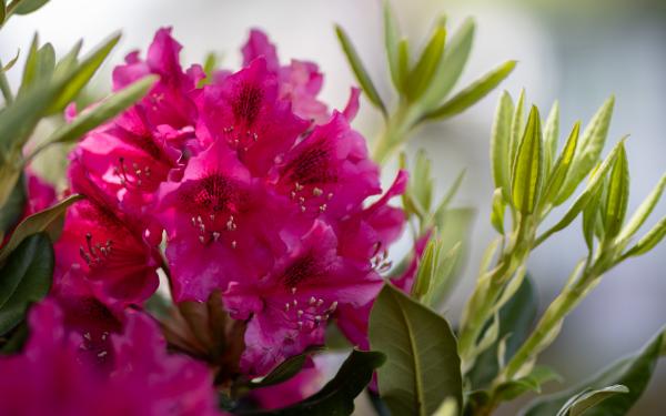 Top 10 Shrubs That Shine in Spring