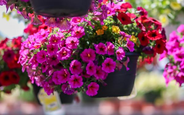 Gifts That Grow: Our Top Picks for the Gardening Mom
