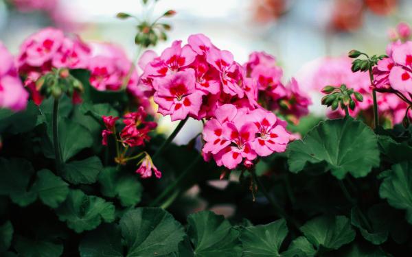 Everything You Need to Know About Geraniums