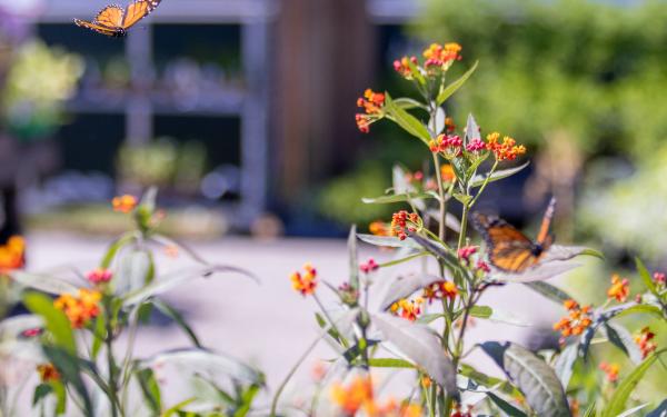 Creating a Pollinator Paradise, McDonald Garden Center