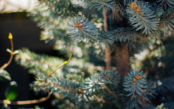 The Ultimate Guide to Choosing the Perfect Fresh-Cut Christmas Tree