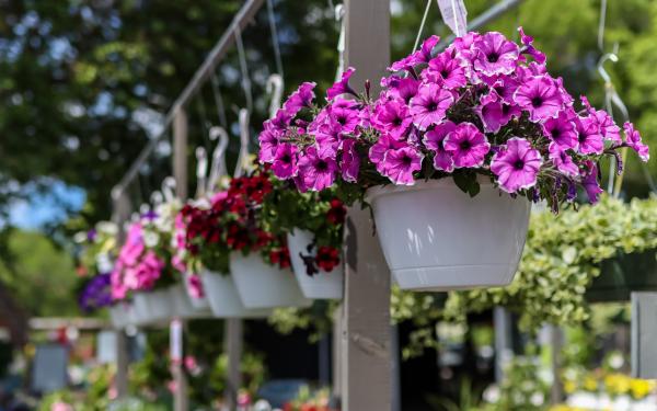 Beyond the Porch: 7 Creative Ways to Use Hanging Baskets