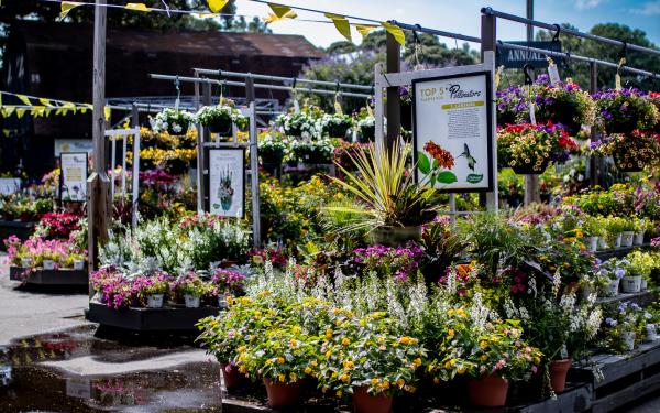 How to Plant a Pollinator Garden