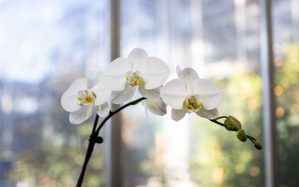 Keeping Houseplants Happy When Winter Sets In