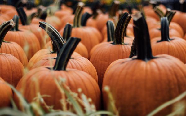 Our Top 5 Pumpkins In Stock Now