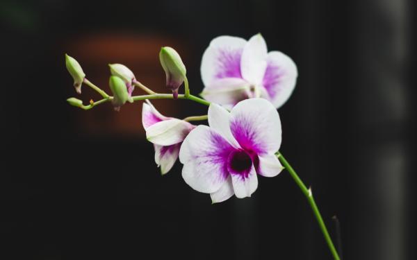 Orchids 101: An Intro to Care