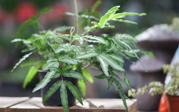 The Best Houseplants for Every Lighting Situation