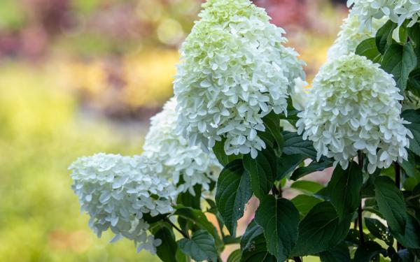 Our Top Panicle Hydrangeas: Must-Have Varieties for Your Summer Garden