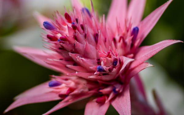 Low-Maintenance & High Impact: Why Bromeliads Are Perfect for Any Gardener