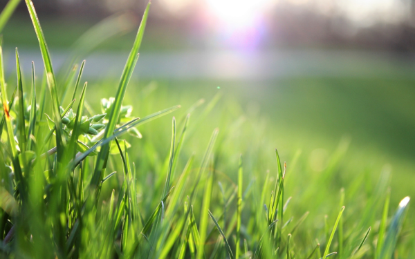 Prep Your Lawn for Fall: Why Weed & Feed Matters Now