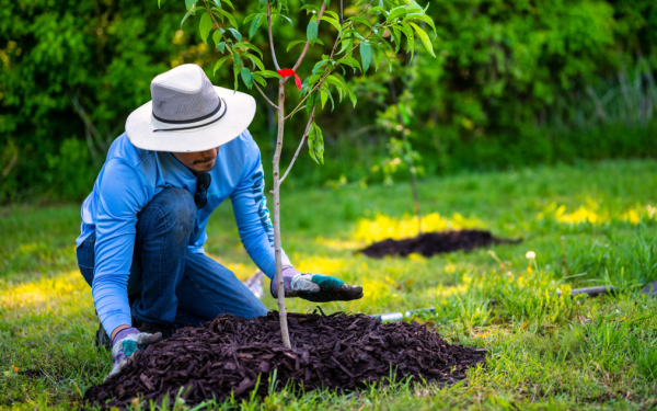  The Right Way to Plant Trees and Shrubs This Fall