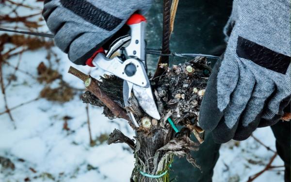 The Do's and Don'ts of Winter Pruning