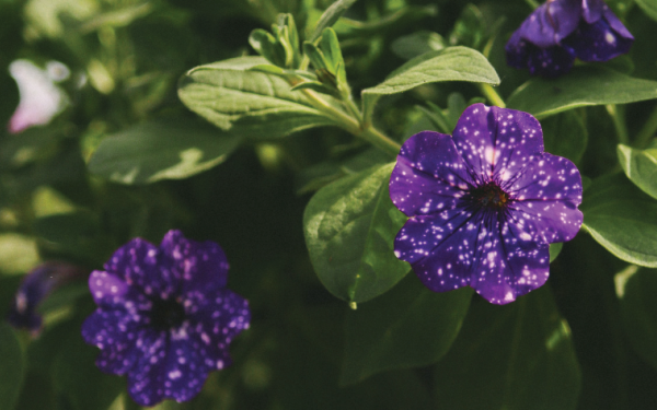 Petunia Power: Tips for Growing and Caring for Your Petunias
