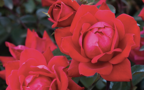 What’s New in Roses: Our 5 Best Varieties in Stock