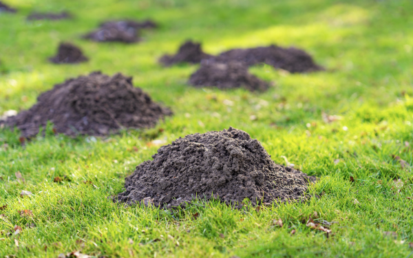The Secret to Getting Rid of Moles & Voles
