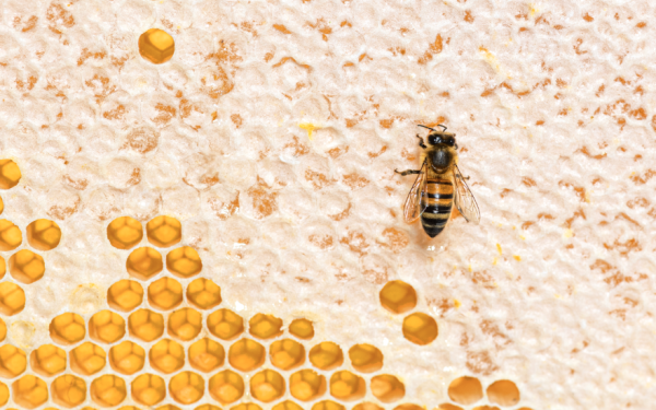 10 Things You Didn't Know About Bees