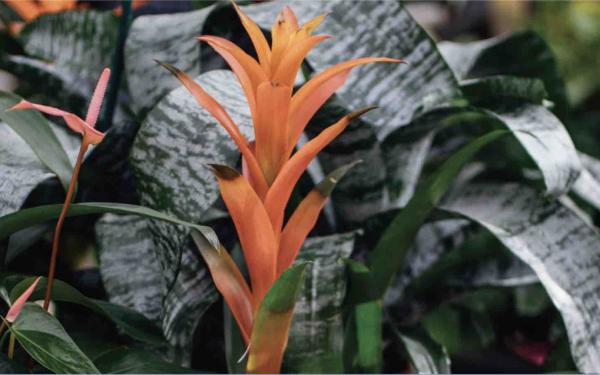 5 Things You Didn’t Know About Bromeliads