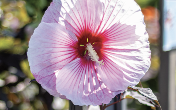 Exploring Hibiscus: The Origins and Differences Between Tropical and Perennial Types 