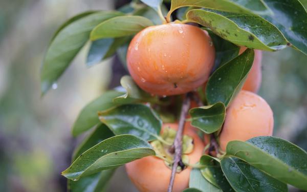 Edible Landscaping: How to Incorporate Fruit Trees into Your Design