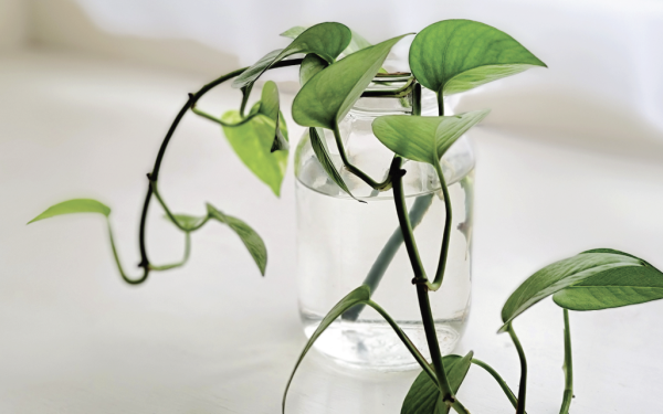 Multiply the Green: Easy Propagation Tips for Indoor Plants