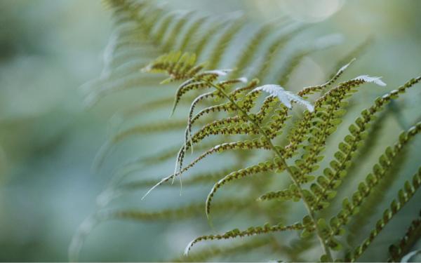 5 Indoor Ferns That Flourish in Winter