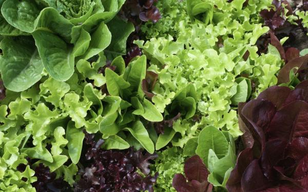 From Summer to Supper: Planting Cole Crops for a Tasty Fall