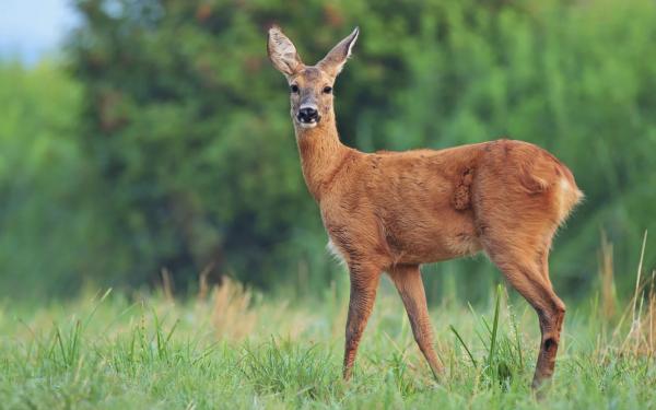 5 Deer-Resistant Plants You Need to Add to your Landscape