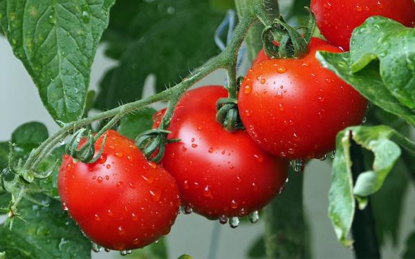 The Top 5 Tomatoes to Grow this Season McDonald Garden Center