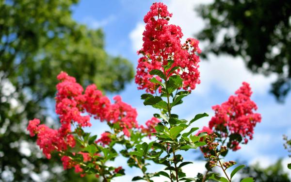 How to Get Rid of Crepe Myrtle Suckers