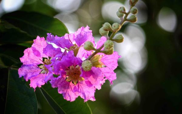 From Bud to Bloom: Expert Tips for Extending and Enhancing Crepe Myrtles’ Blossoms