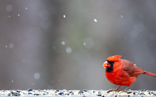 Landscape Blog Series: Winter Birding, McDonald Garden Center