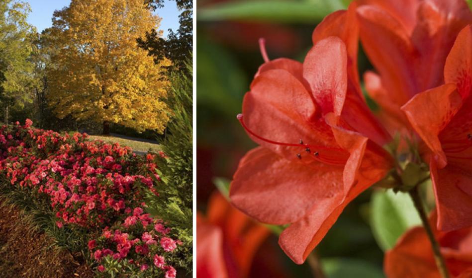 Azaleas that bloom in the fall? | McDonald Garden Center