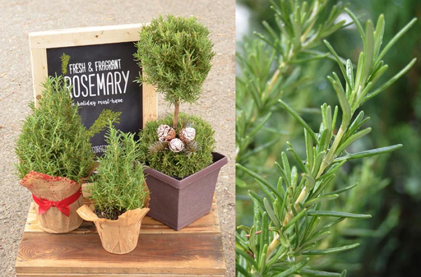 Rosemary Topiaries