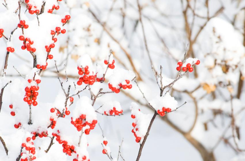 Cold Weather Checklist, McDonald Garden Center