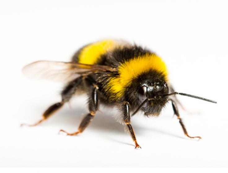 Bumblebee, McDonald Garden Center