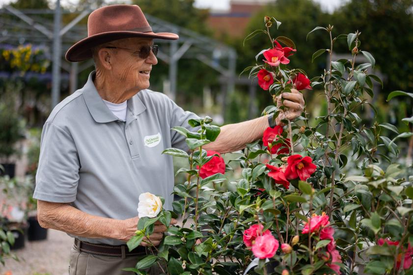 Enjoying the Camellias