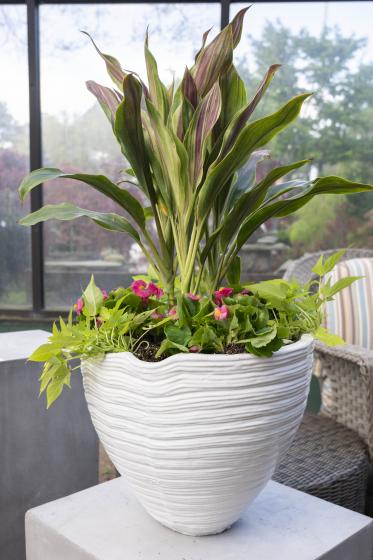 Houseplant Container Garden, McDonald Garden Center