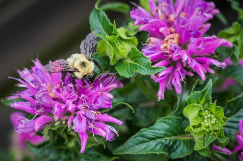 Bee Balm